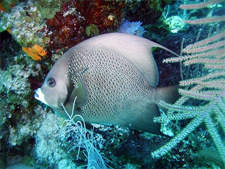 Poisson ange