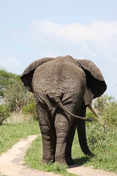 Eléphant de dos