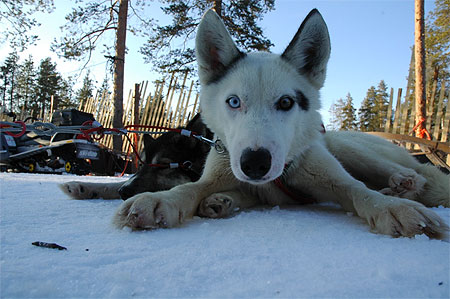 Chien de traineau