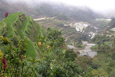 Les rizières à Banaue