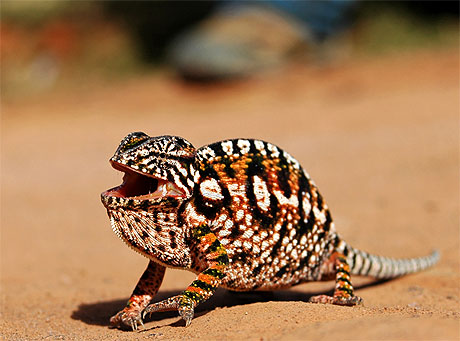 Caméléon