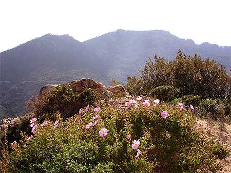 Fleurs de montagne