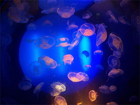 Aquarium