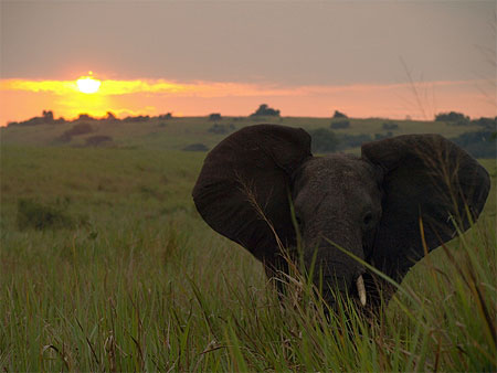 Eléphant et coucher de soleil