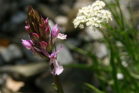 Orchidée