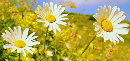Marguerites