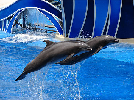 Dauphins à Seaworld