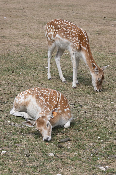Deux daims