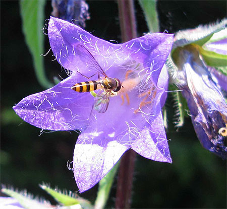 Campanule