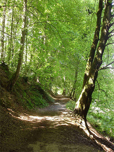 Allée forestière du Vallon de Salut