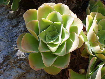 Jardin exotique de Monaco
