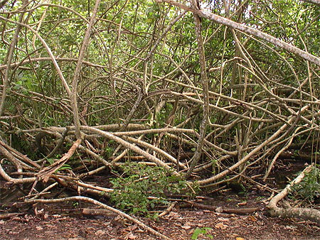 Parc de Cahuita