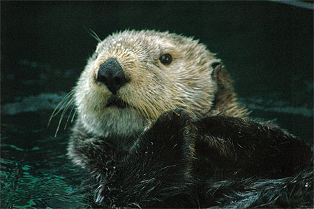 Loutre de mer