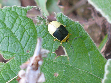 Coccinelle