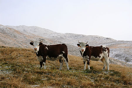 Dernières Herbes