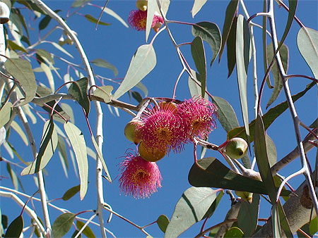 Fleur d'eucalyptus macro carpa