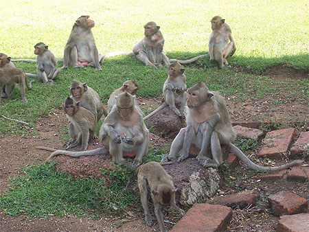 Cité des singes