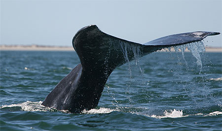 Baleine grise en plongée