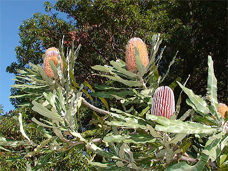 Banksia