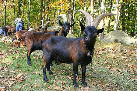 La chèvre valdotaine