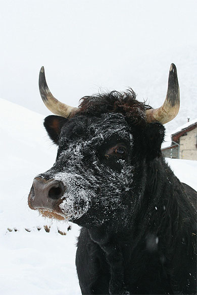 Vache dans la neige