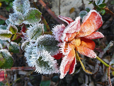 Une rose, du givre et c'est très beau..