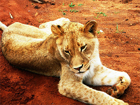 Jeune lionne