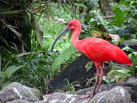 Ibis rouge