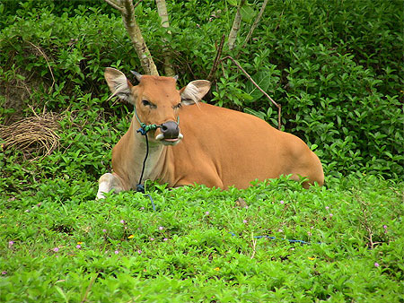 Ubud