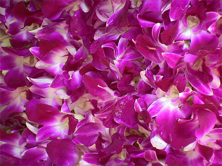 Orchidées dans un  temple hindou