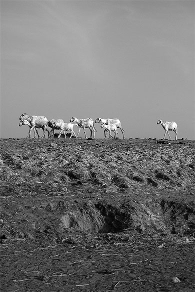 Chèvres du Mali