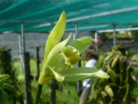 Fleur de Vanille