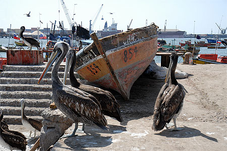 Pélicans à Arica