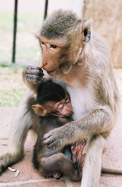 Tendresse