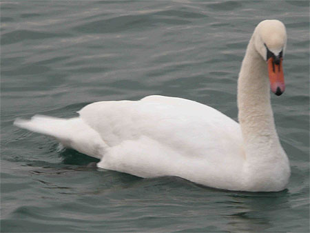 Cygne