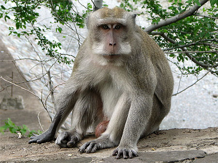 Macaque à longue queue au temple de Pura Pulaki (Nord de Bali)