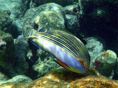 poisson-chirurgien clown
