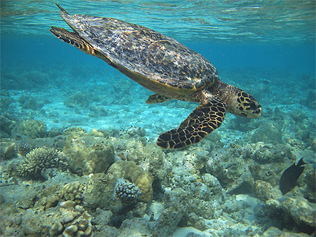 Tortue marine