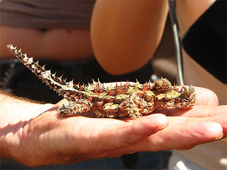 "Thorny devil"