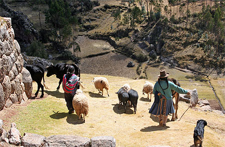 Troupeau à Chinchero