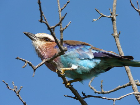 Un Rollier à longs brins dans le kruger
