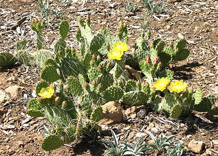 Cactus