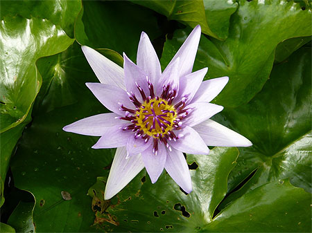 Nénuphar du jardin de Balata