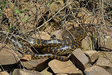 Anacondas jaunes en pleine digestion