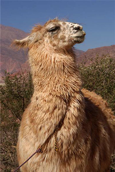 Un peu hautain, le lama ?