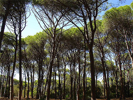 Forêt de pins