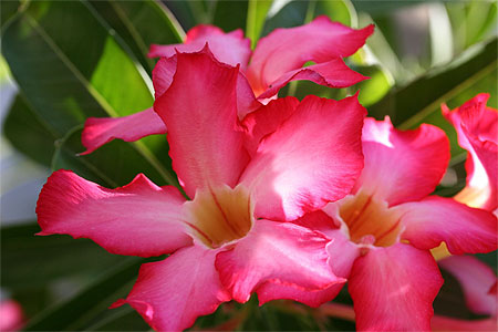 Fleur