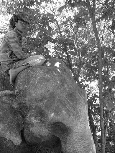 Elephant Ride