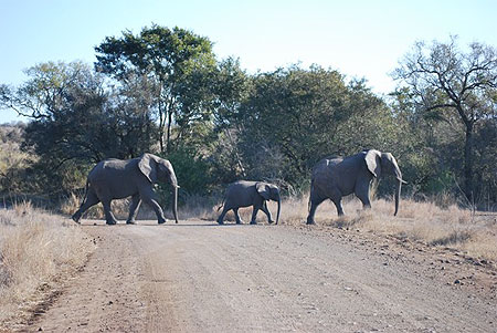 Traversée d'éléphants
