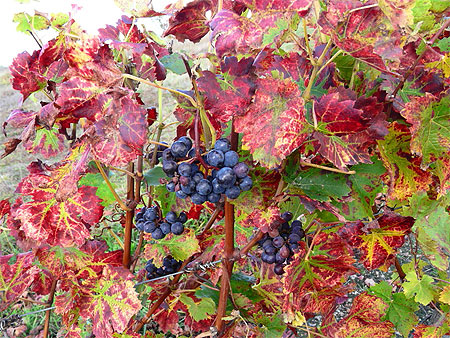 Automne dans les vignes